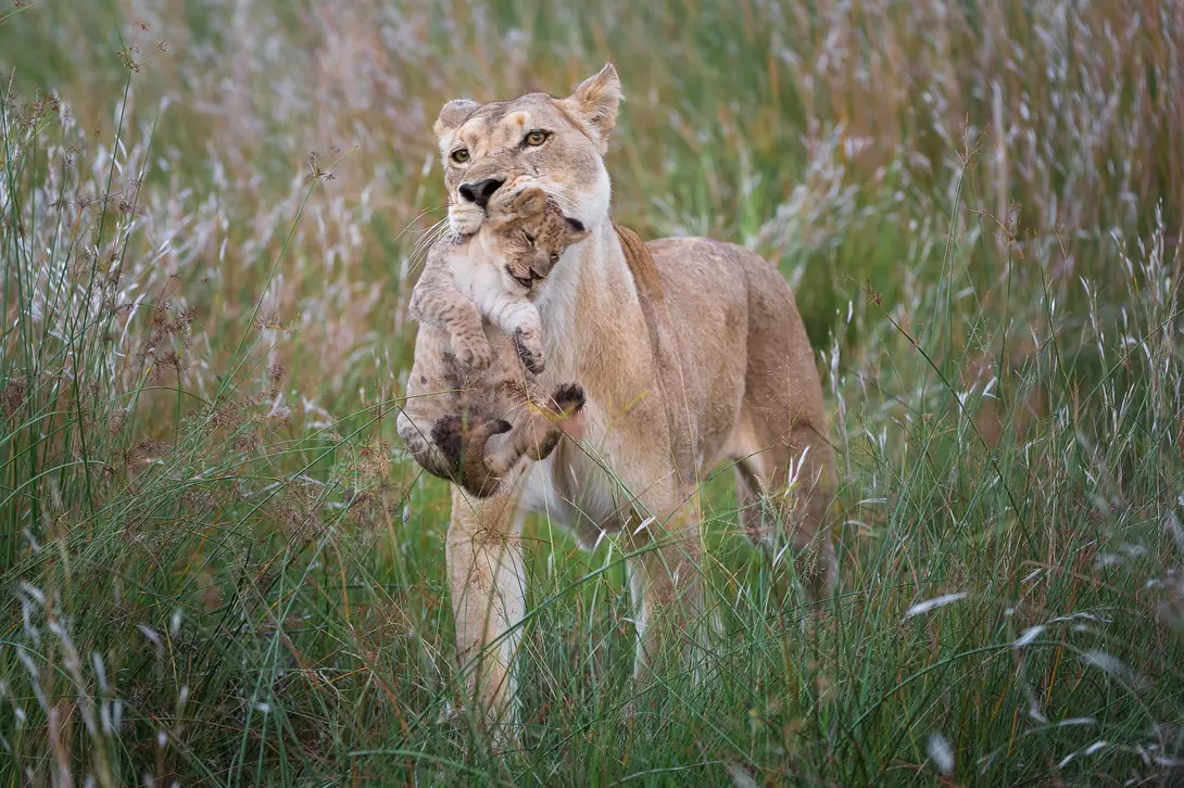 Linyanti Wildlife Reserve